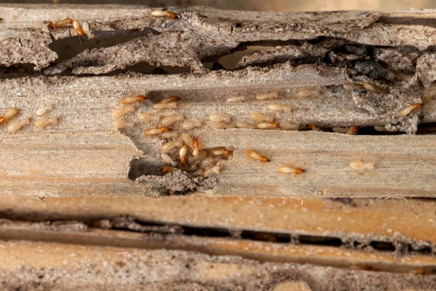 Spider Control Near Me in Unionville, MO